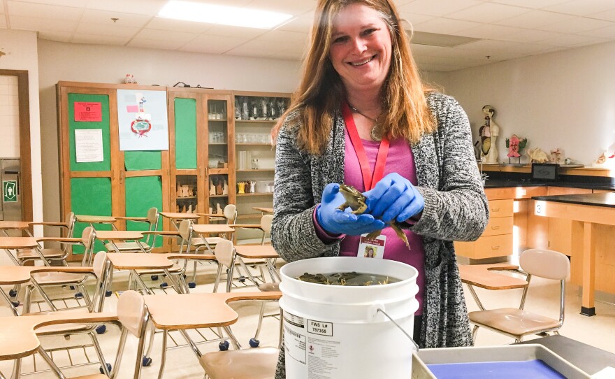 Kelly Jenkins prepares frogs for her students to dissect.