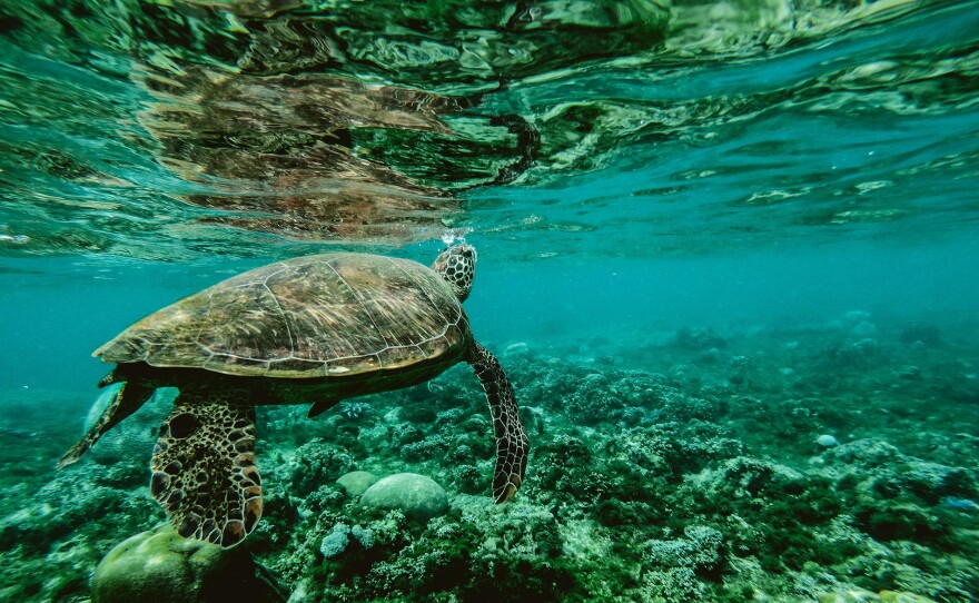 Turtle swimming underwater