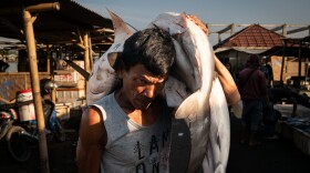 Various species of sharks — some of which are endangered, while others are listed as vulnerable — are hauled on shore at dawn at the Tanjung Luar port on June 9, 2025, in East Lombok, Indonesia. Tanjung Luar is one of the largest shark markets in Indonesia and Southeast Asia, from where shark fins are exported to other Asian markets — primarily Hong Kong and China — and their bones are used in cosmetic products also sold to China.