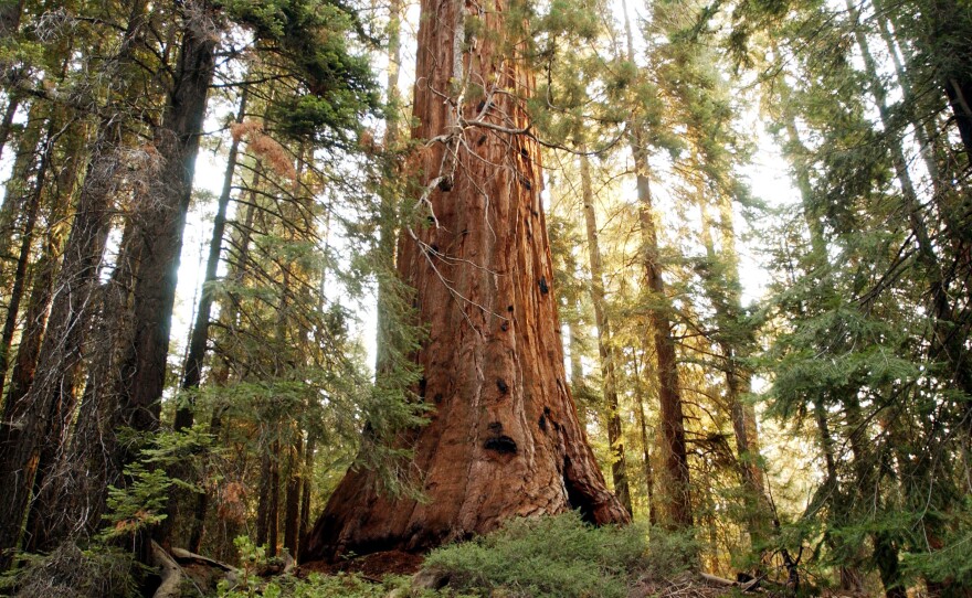 A giant sequoia tree dwarfs the surrounding forest along the Trail of the 100 Giants in the Sequoia National Monument in Northern California. It's among these massive trees that President Clinton proclaimed the monument.