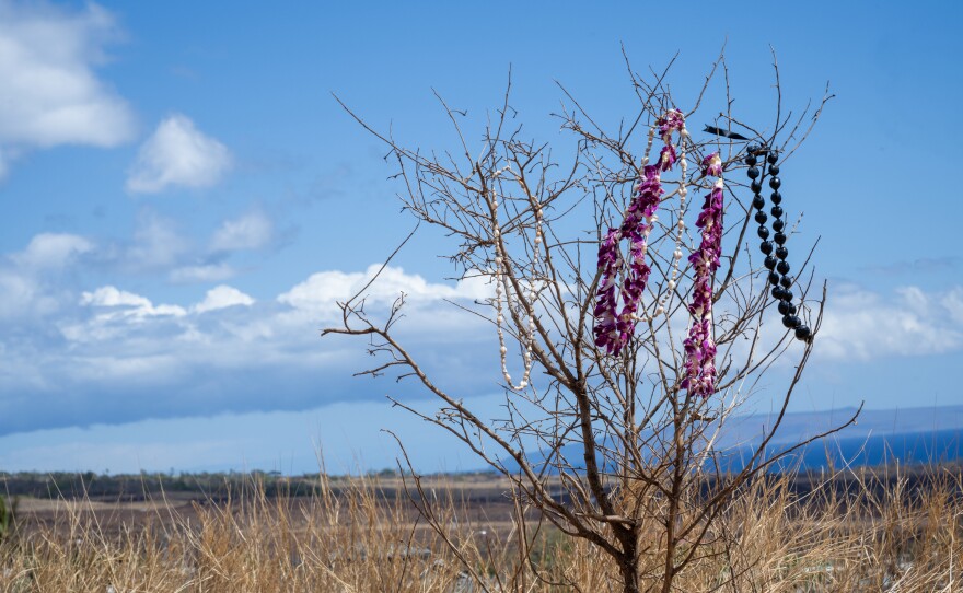 Leis and beads were hung on a shrub on the overlook over burned out Lahaina on Aug. 14, 2023.