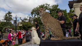 This undated photo shows visitors watching during a stage animal encounter at San Diego Zoo.