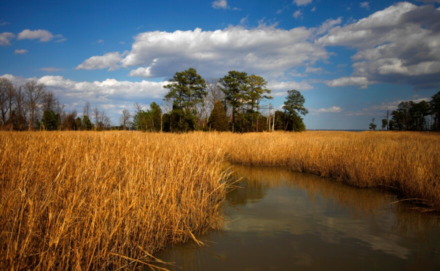 A brackish marsh separates most of Jamestown Island from the Virginia mainland.