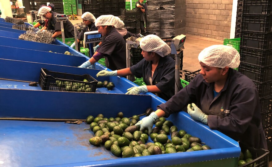 Line workers sort freshly cut avocados at Frutas Finas packing plant in Tancitaro. Forty-five percent of the world's avocados come from Mexico. Eighty percent of avocados consumed in the U.S. come from Mexico, the majority from the small mountain town of Tancitaro.