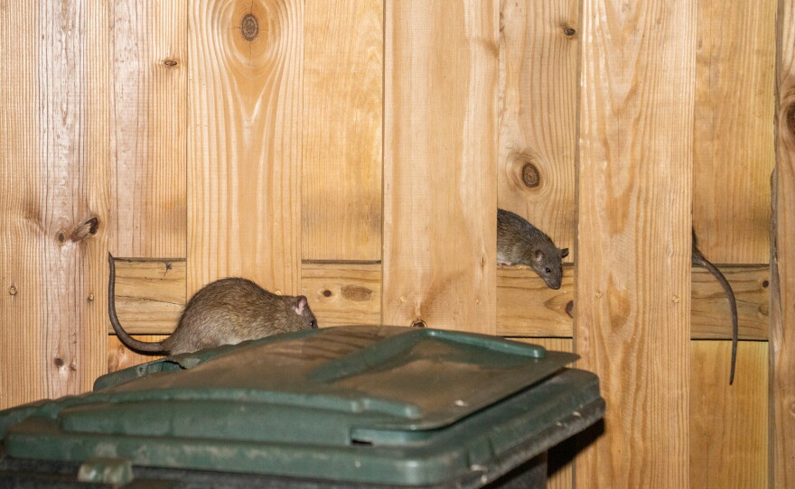 Rats hang out around a group of trash cans, sometimes hiding in a fence, in the Park View neighborhood of Washington D.C..
