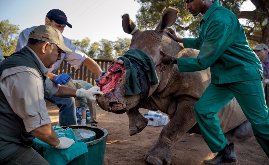 Veterinarian Johan Marais prepares to try out a novel treatment — rubber bands used in human surgery — to close a gaping hole in this female rhino's face made in May 2015 by poachers hacking out her horn. Marais says that Hope — seen here a year later — will survive the attack. "She's done extremely well," he says. "She's got this inherent feistiness."'