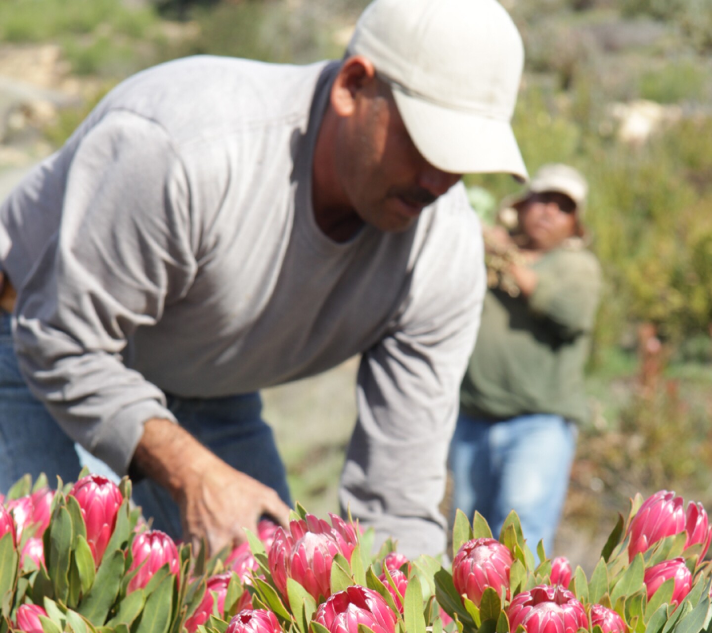 Rainbow Hill Protea picker at work.