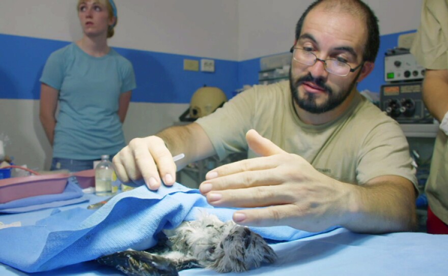 Vet Alejandro Morales wakes up baby northern potoo bird after surgery.