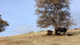 Nearly 200,000 acres of land in the San Diego's backcountry are dedicated to 17,000 cows, according to the San Diego County Farm Bureau. But a lack of rainfall has turned their normally green pastures brown, forcing ranchers to sell-off their spring calves earlier than usual. 