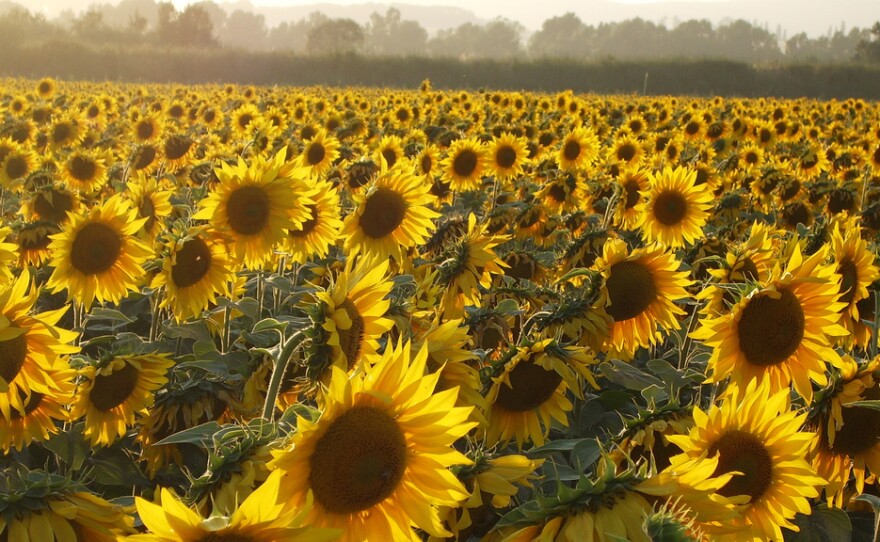 Newly published research explains why young sunflowers turn to face the sun as it moves across the sky.