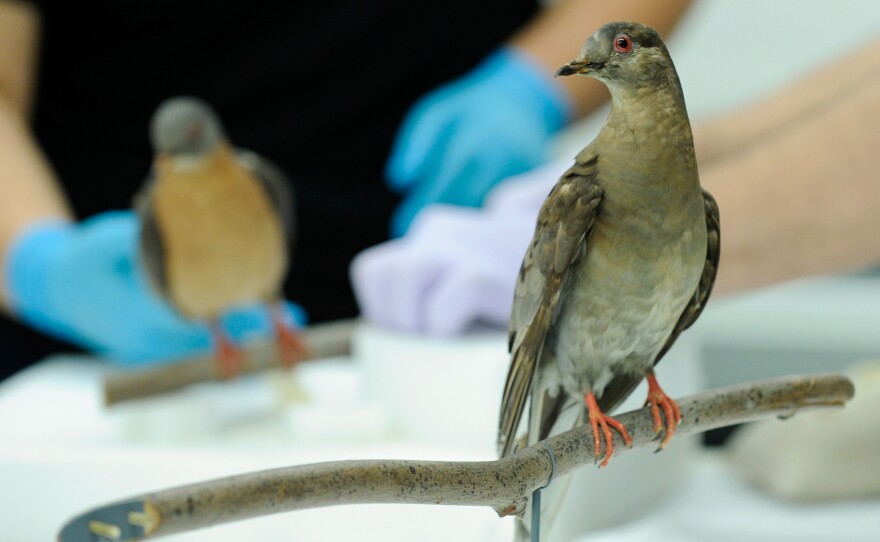 Martha (right), the last known passenger pigeon, died in 1914. Her preserved body is now on display at the Smithsonian's National Museum of Natural History in Washington, D.C.