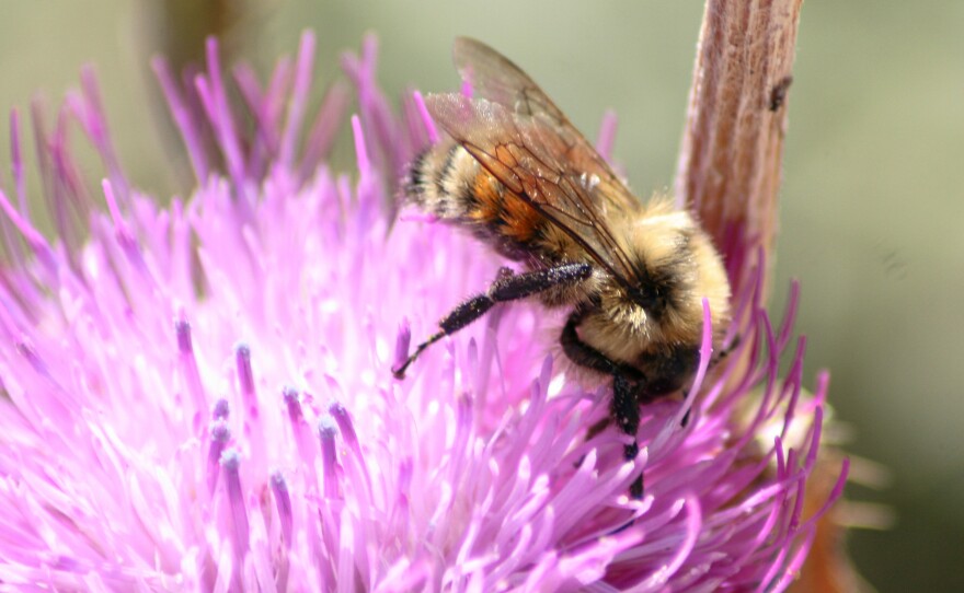 Bumblebees, like this Hunt's bumblebee in Colorado, are vanishing because of extreme temperatures and habitat loss.