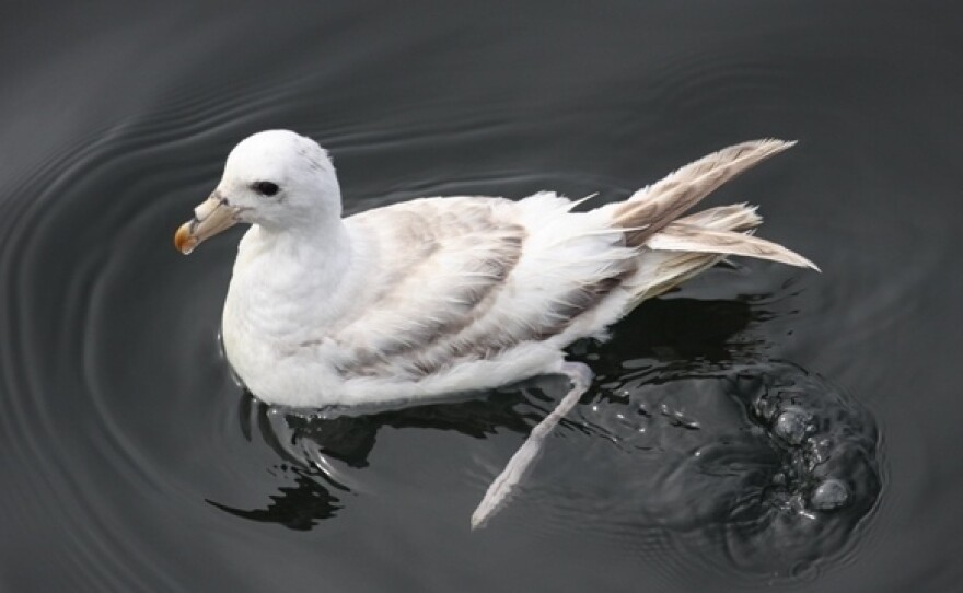 A northern fulmar swims in the bay.