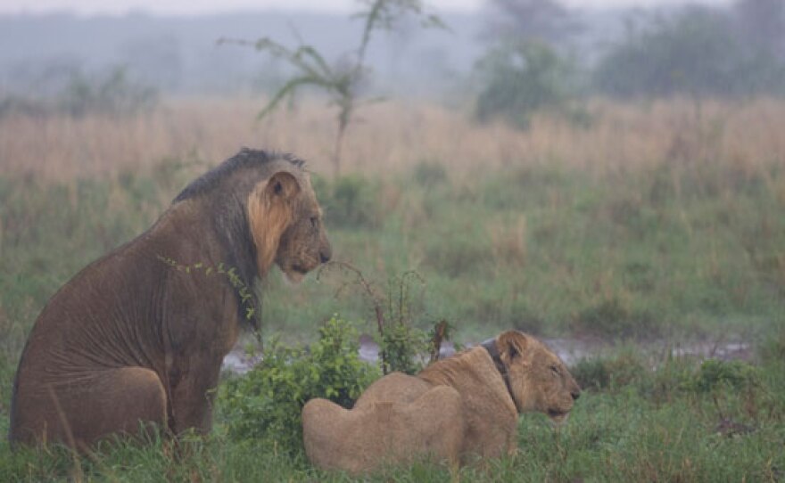 Lions in Rain, Meru National Park, Kenya.