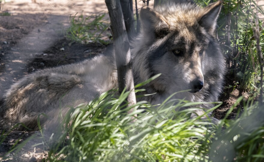 Mexican Grey Wolf lounging in some dappled sunlight at the California Wolf Center near Julian, April 12, 2023.
