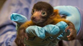 This undated photo shows a red ruffed lemur at San Diego Zoo.