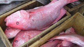 Red snapper caught by commercial fishermen await shipment on a dock in South Carolina.