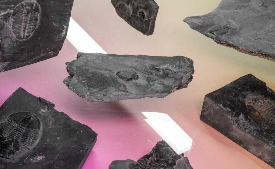 I grew up gazing at fossils in natural history museums. When I discovered that I could find them myself, the prehistoric world of my childhood dreams was suddenly more accessible. Some of my favorite finds are these Cambrian trilobites from Utah.