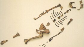 Fossil remains of Australopithecus afarensi, known as "Lucy," were first discovered in Ethiopia and Tanzania in the 1970s.