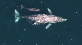 A gray whale calf travels alongside an adult gray whale to their summer feeding grounds in the Arctic.