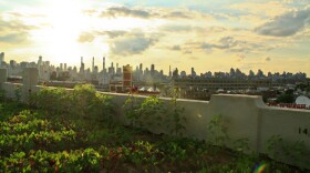 "Growing Cities" examines the role of urban agriculture in the United States and its potential for revitalizing cities and changing the way Americans eat. Filmmakers and native Nebraskans Dan Susman and Andrew Monbouquette take a two-year road trip across the U.S. to meet the dedicated men and women challenging the way the country grows and distributes its food — one vacant city lot, rooftop garden and backyard chicken coop at a time.