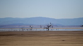 Birds gather on a small spot of water surrounding trees supporting heron nests in the midst of the blight that has become the Salton Sea, Dec. 27, 2010.
