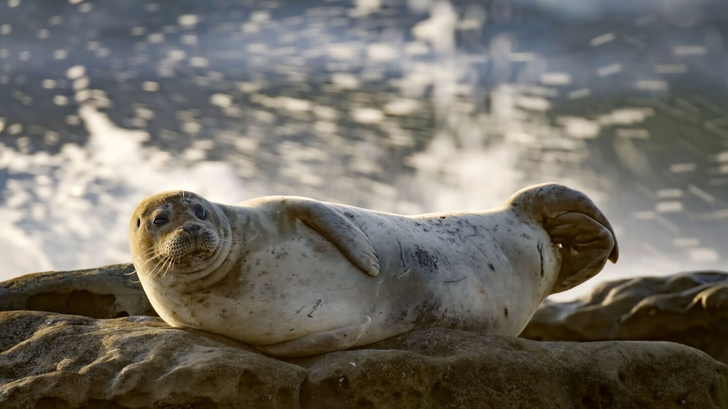 In a still from "America's Wildest City," a harbor seal rests on La Jolla's rocky shores.