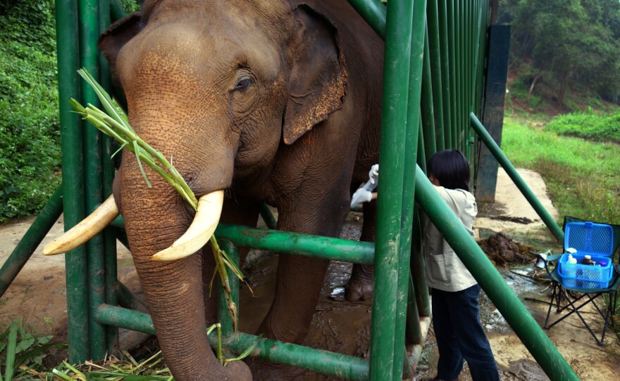 Elephants, unlike humans or civets, are herbivores. And the fermentation happening in their gut as they break down cellulose helps remove the bitterness in the coffee beans.