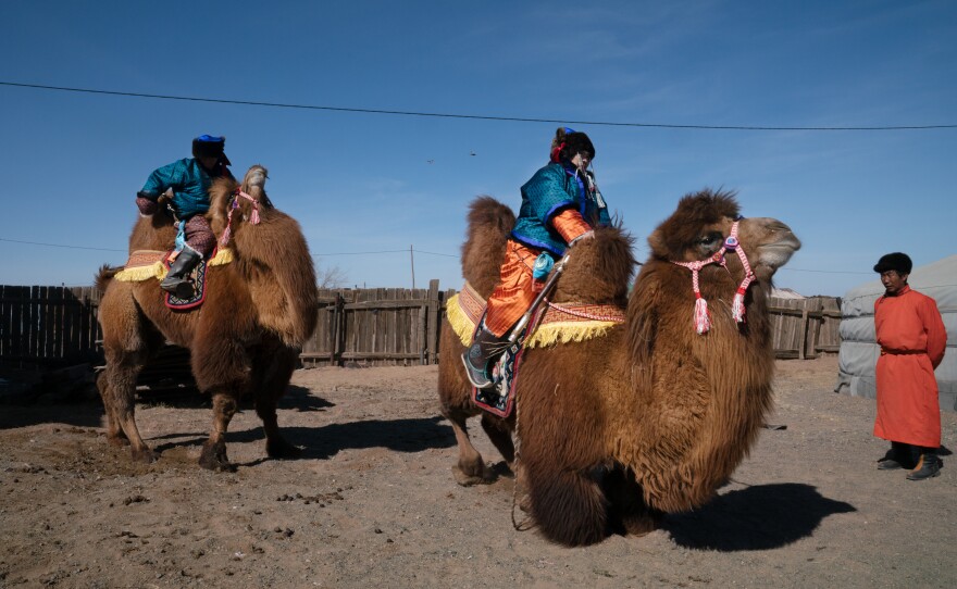 Herders from across Mongolia's Gobi Desert gather for a festival to celebrate the two-humped Bactrian camel. The event is held in early March before the birthing season begins.