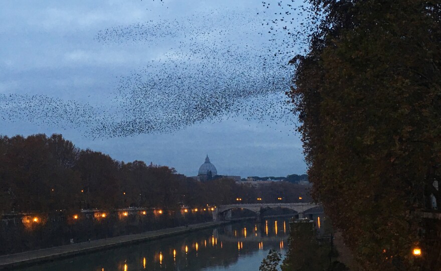 At dusk over the Tiber River, tens of thousands of starlings dance above the trees in an aerial display called a murmuration.