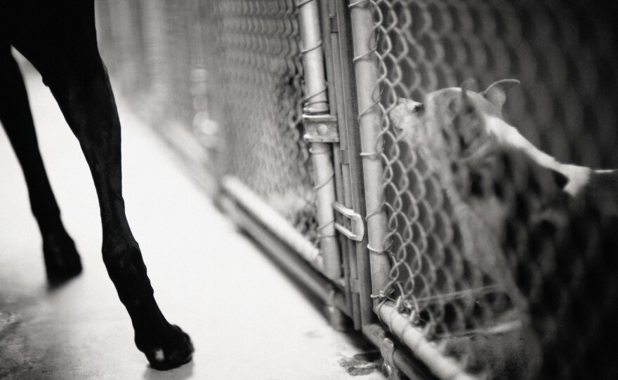 Congress has approved the first law making severe animal abuse a federal crime, in a move that Rep. Vern Buchanan, R-Fla., calls "a milestone for pet owners and animal lovers across the country."