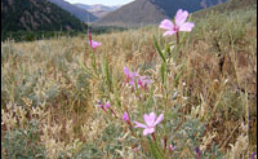 Many of the hillsides in Blaine County, Idaho, are kept in their natural state thanks to development regulations that keep houses down in the valleys. If Proposition 2 passes, County Commissioner Sarah Michael says it would be difficult to pass similar regulations in the future.