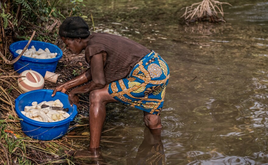 Cassava is safe to eat after the roots have been soaked in water for about a week. The water degrades the cyanide found in the plant. Here, women soak cassava in the river.