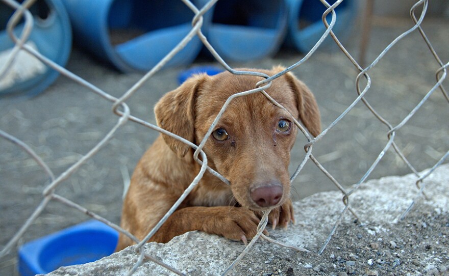 A cute dog begs to be adopted at the Los Adoptables shelter in Ensenada, Baja California, Mexico.