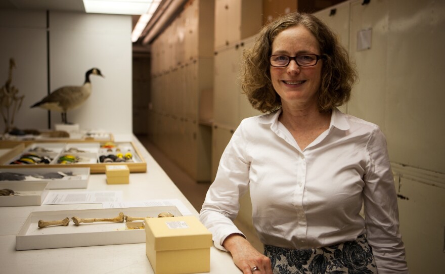 Helen James is the curator in charge of the birds at the Smithsonian Natural History Museum.
