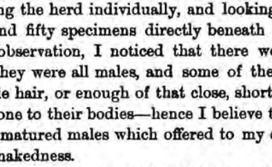 Henry Wood Elliott comments on walruses on Punuk Island in 1874, from his book Our Arctic Province.