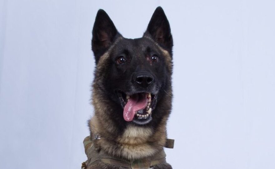 President Trump on Monday released a photograph of the dog used in the weekend raid in Syria that resulted in the death of Abu Bakr al-Baghdadi, the founder and leader of the Islamic State. The dog was injured in the operation but is making a full recovery, defense officials say.