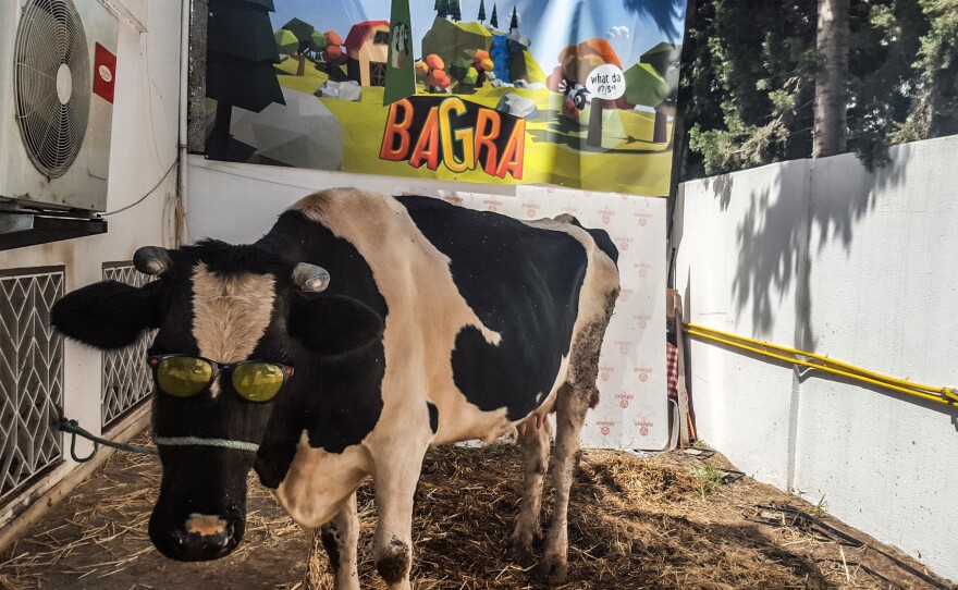 Pamela, the cow prize, hangs out in the backyard of DigitalMania Studio's office in Tunis, Tunisia.