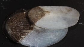 Arapaima gigas scales. Courtesy Photo: Jacobs School of Engineering, UC San Diego