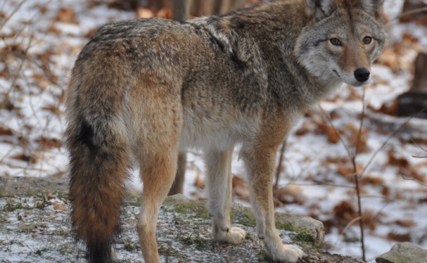 Coywolf shot taken in the Toronto neighborhood called “The Beach.”