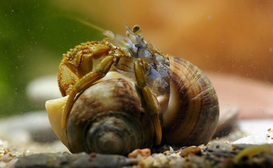 European hermit crab fighting for another crab’s shell, using its own shell as a weapon, Great Britain.