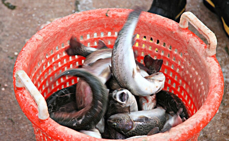 Farmed fish, like these rainbow trout, are at the center of a debate within the organic industry.