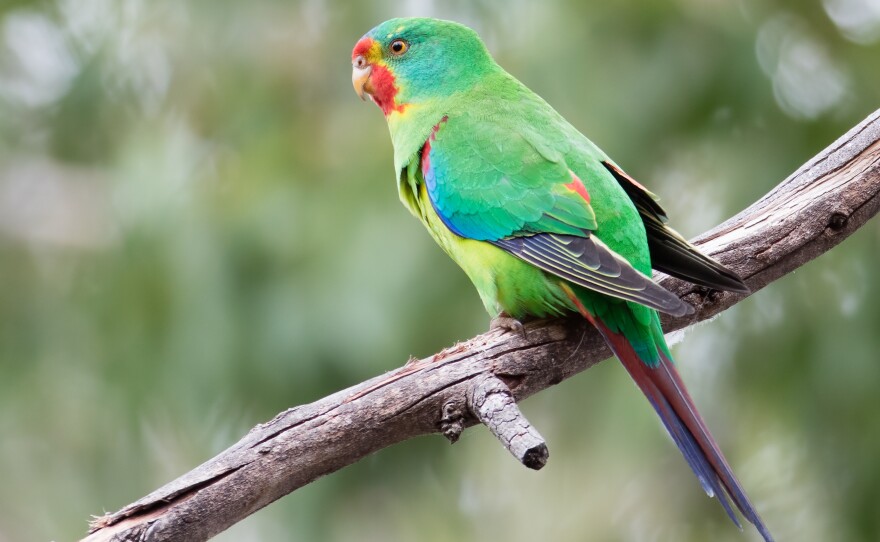 Though Songs<em> of Disappearance </em>did beat out Taylor Swift for one of the top spots on Australia's top 50 chart, a swift was still present in the form of the song from a swift parrot like the one featured above.