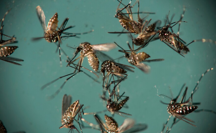 The best way to avoid the Zika virus is to not get bitten by mosquitoes in the first place.