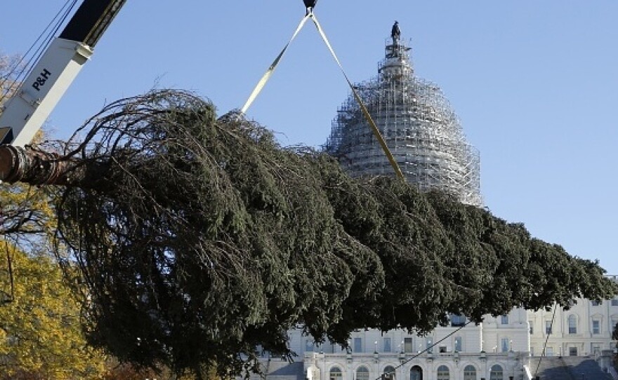 The Capitol Christmas Tree is unloaded from a truck following its journey from the Chugach National Forest in Alaska to Capitol Hill in Washington, D.C. After it is secured in the ground, the tree will be decorated with thousands of ornaments, handcrafted by children and others from Alaska communities.