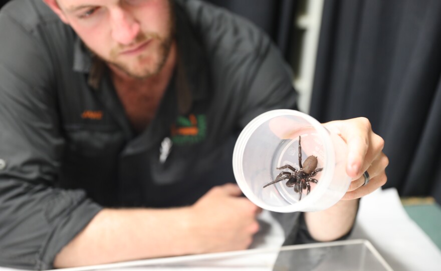 Spider keeper Jake Meney holds the "megaspider" turned into the Australian Reptile Park.