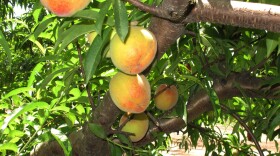 Peaches ripen on a branch at Chappell Farms orchard in Kline, S.C. in July 0f 2013.