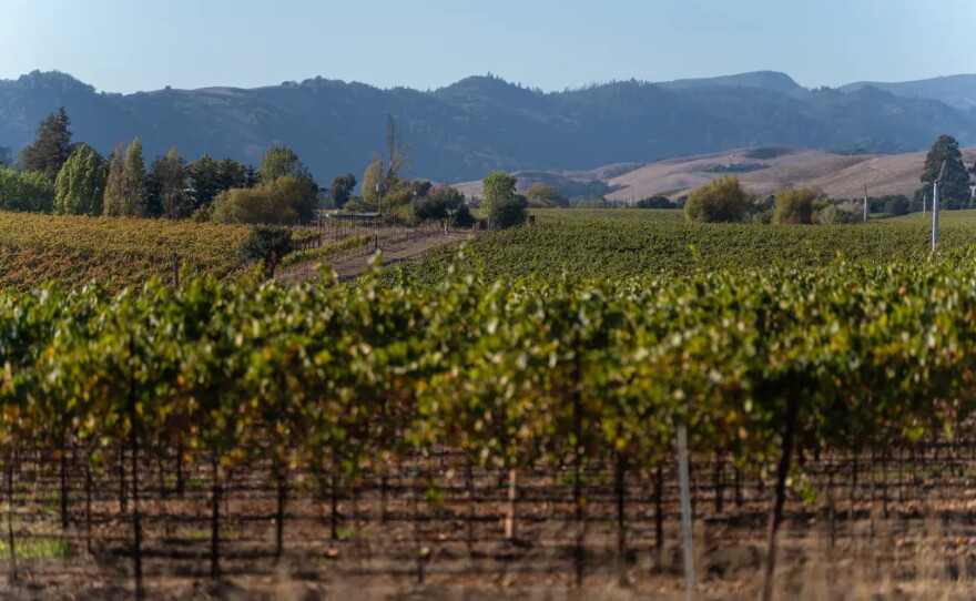 Vineyards in Napa County on Sept. 22, 2026.