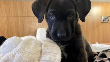 Puppy Love Dog Adoption Event at Swing Social