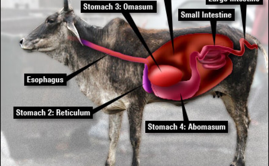 A diagram of a cow's four stomachs.